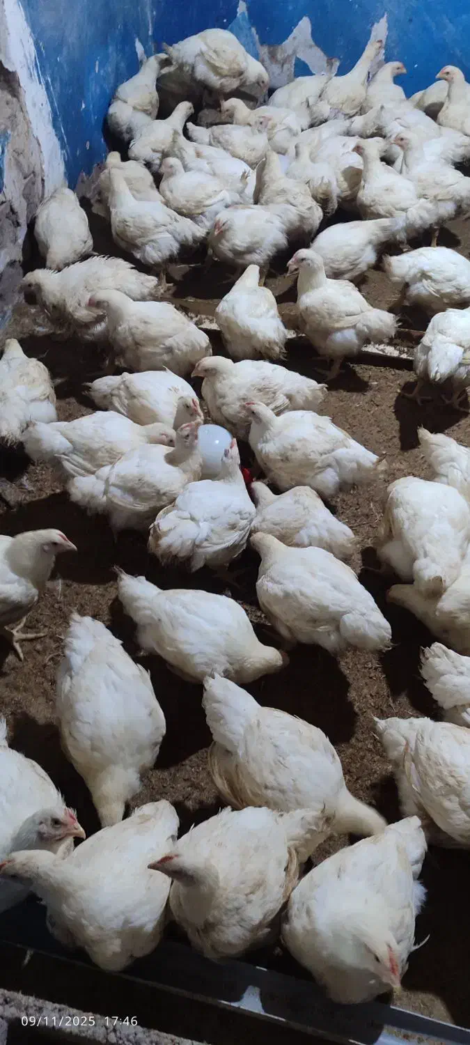 مرغ گوشتی|حیوانات مزرعه|مشگین شهر, |دیوار