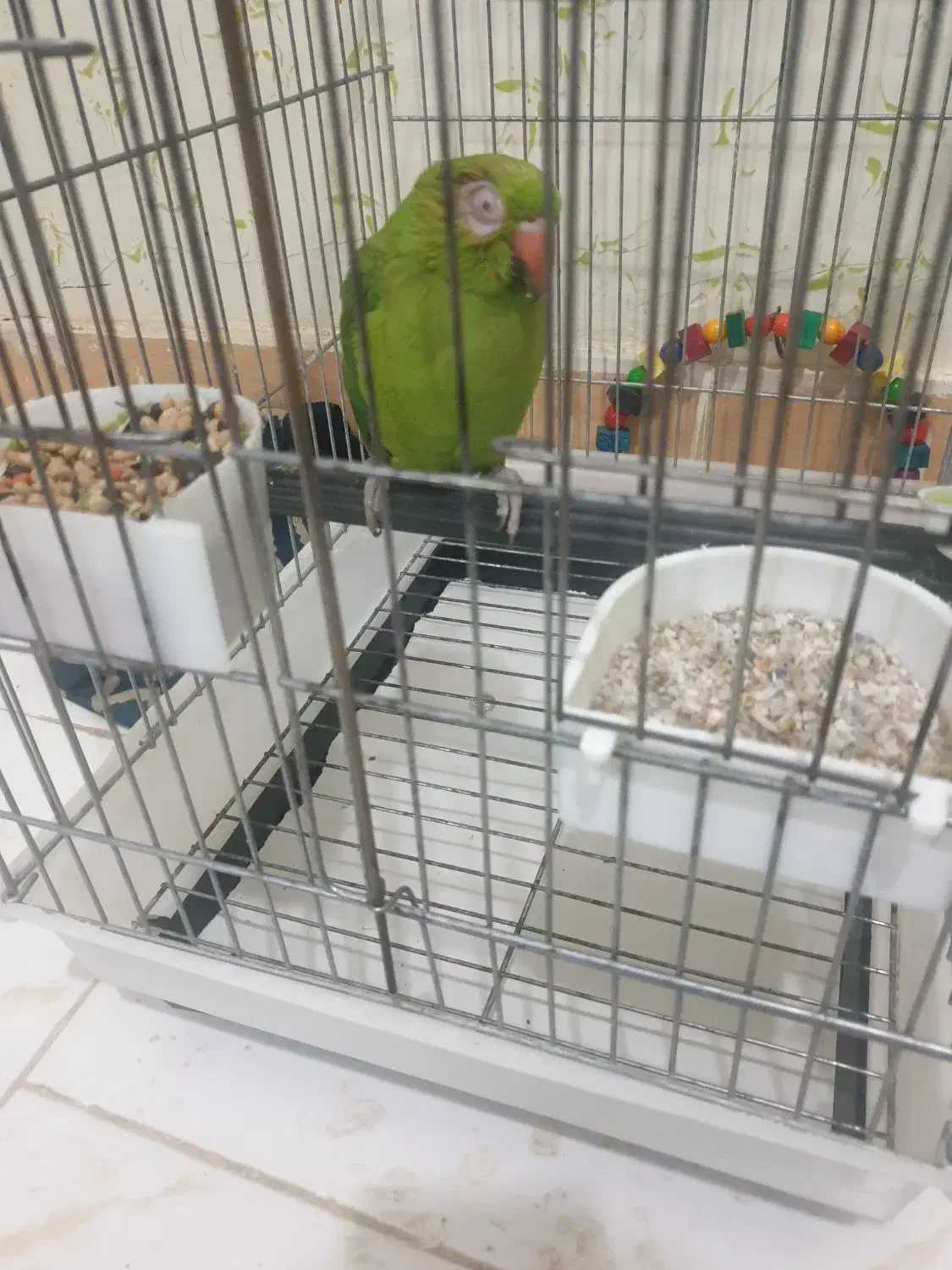 طوطی ملنگو|پرنده|بروجرد, |دیوار