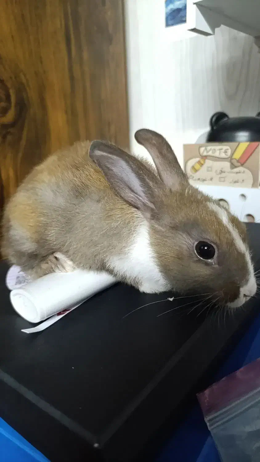 خرگوش|موش و خرگوش|دزفول, |دیوار