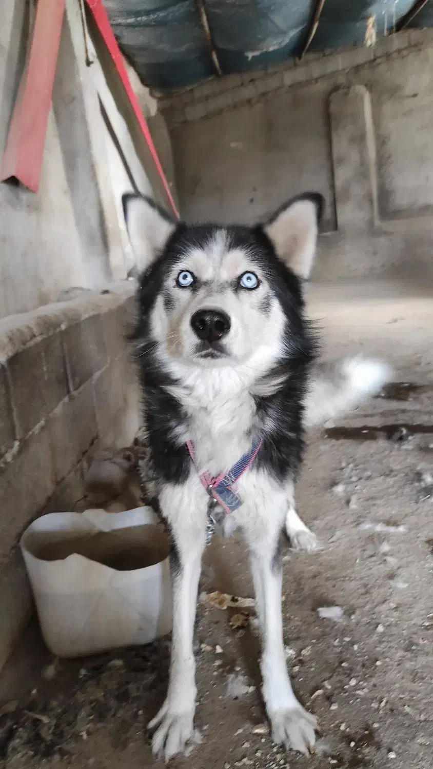 سگ هاسکی|سگ|بناب, |دیوار