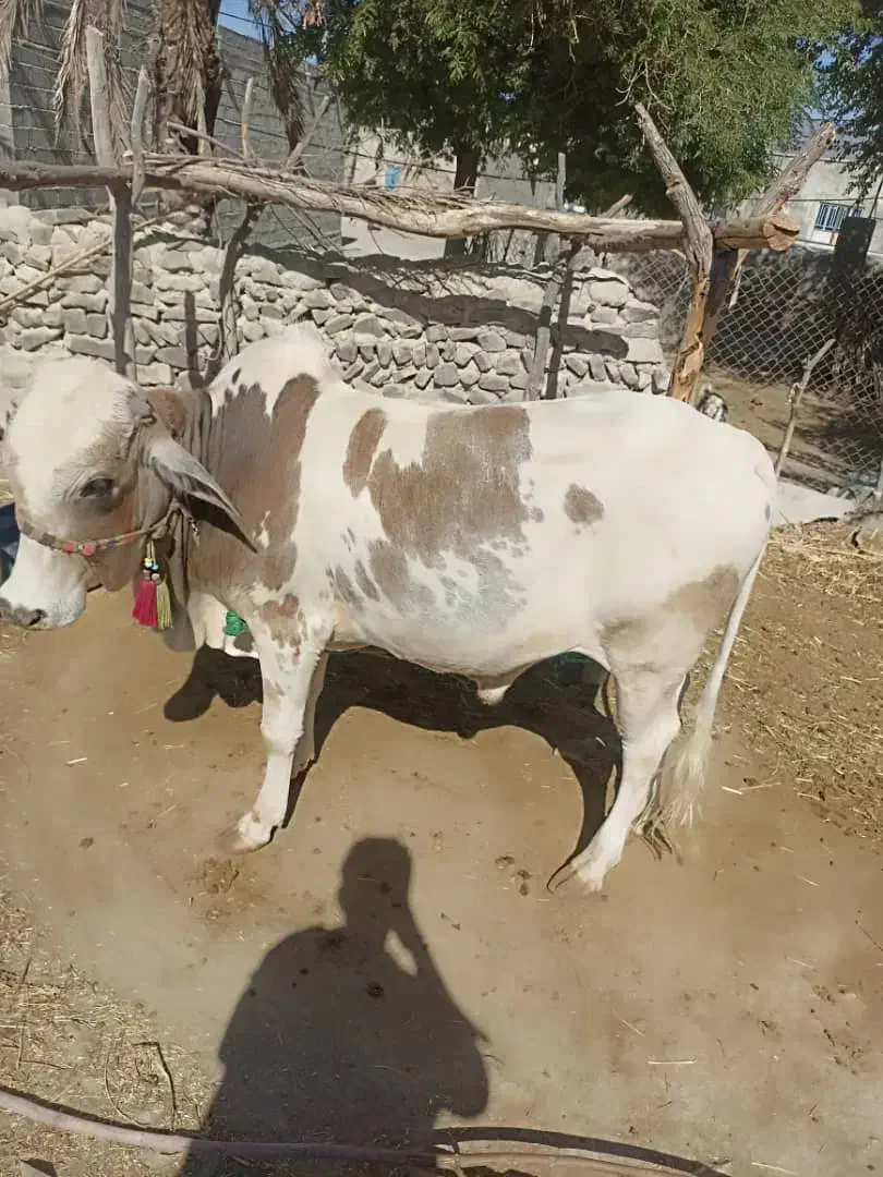 گاو نر دو ساله|حیوانات مزرعه|قصرقند, |دیوار