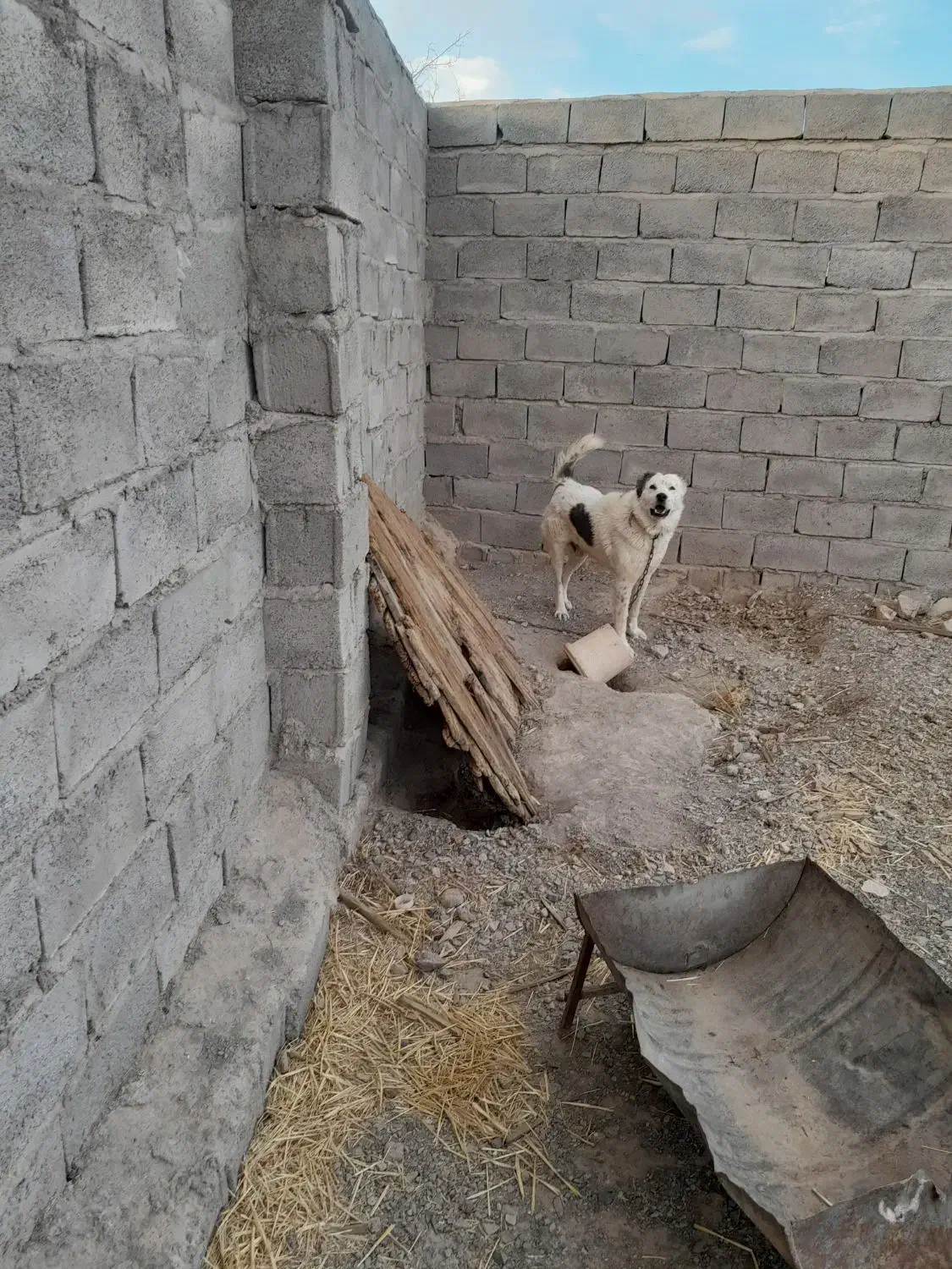 فروش سگ|سگ|کشکوئیه, |دیوار