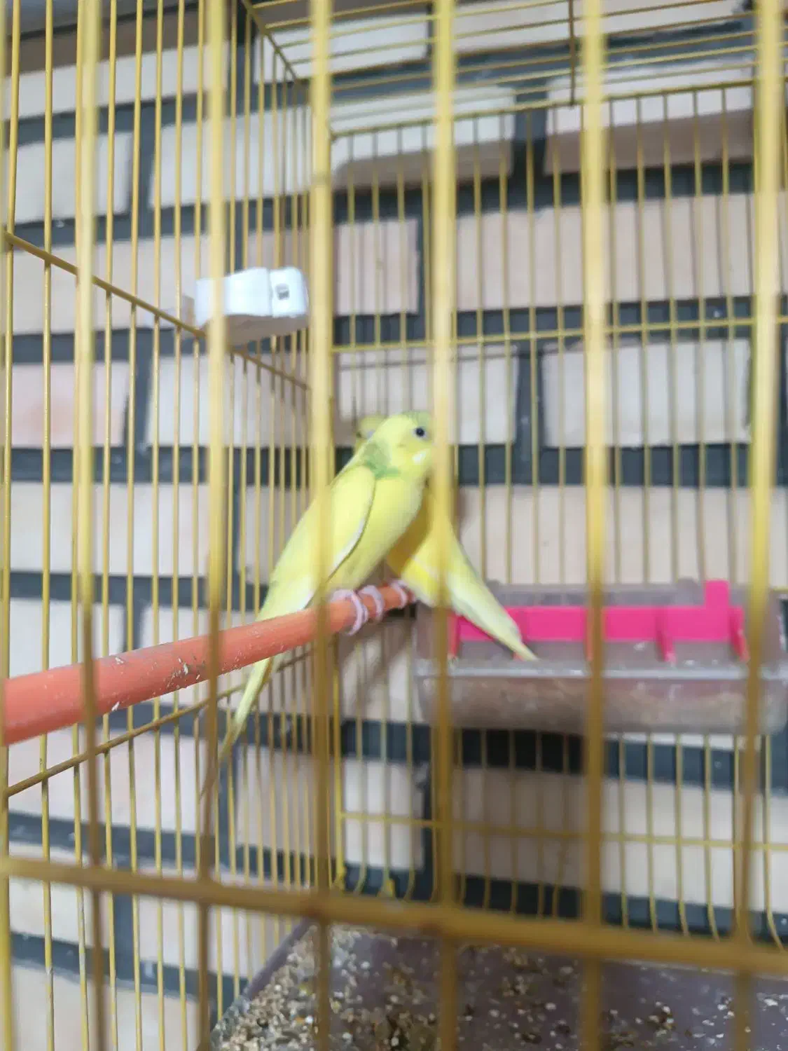 مرغ عشق|پرنده|نیشابور, بلوار گلها|دیوار