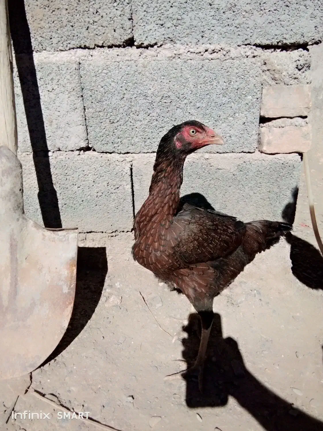 مرغ سوران|پرنده|سراوان, |دیوار