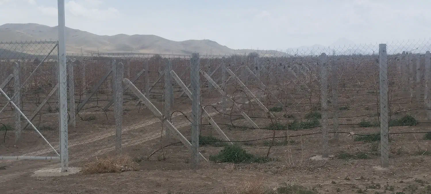 فنس کشی|خدمات باغبانی و درختکاری|همدان, |دیوار