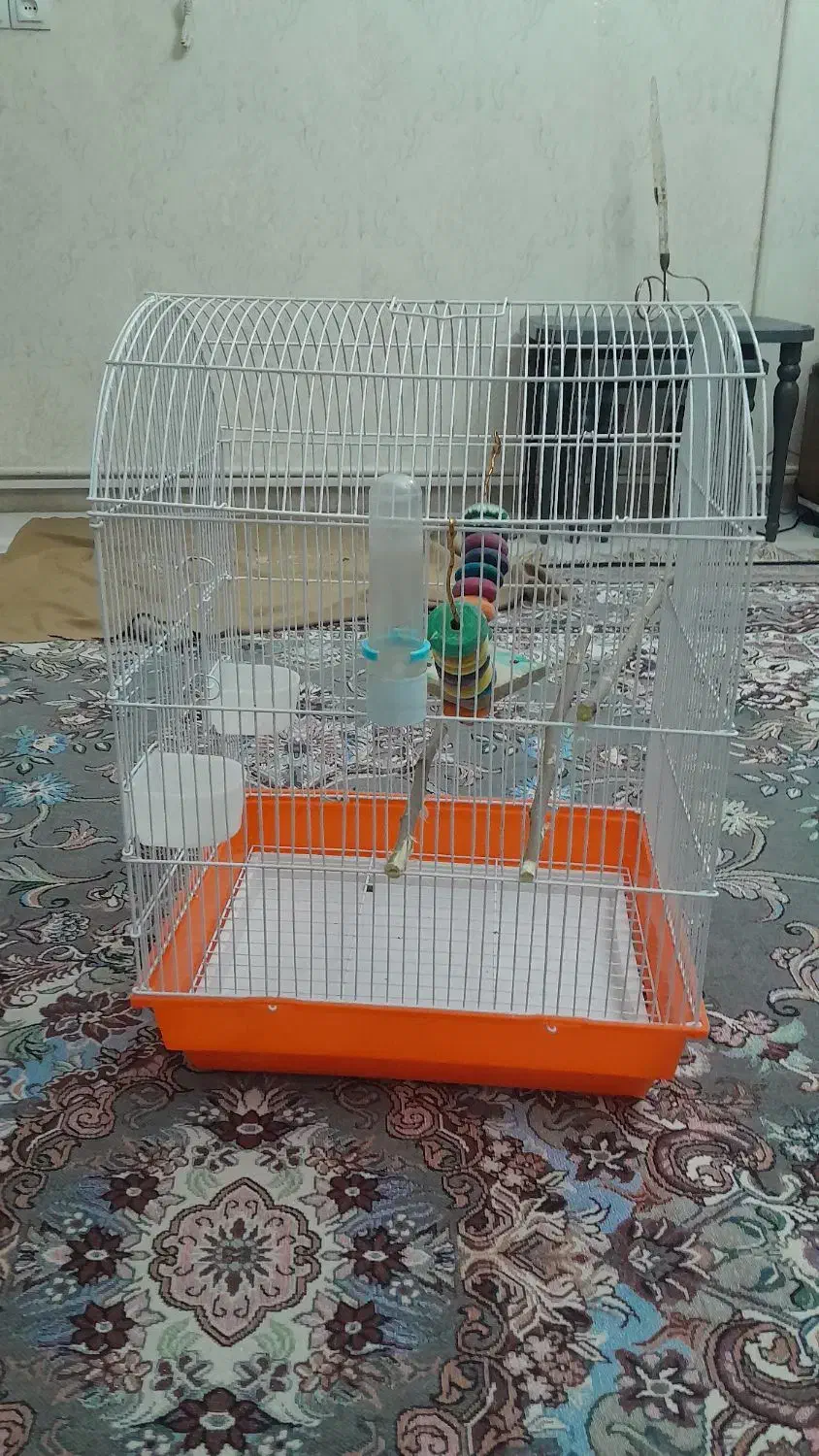 قفس تکمیل|پرنده|پاکدشت, پاکدشت (مامازند)|دیوار