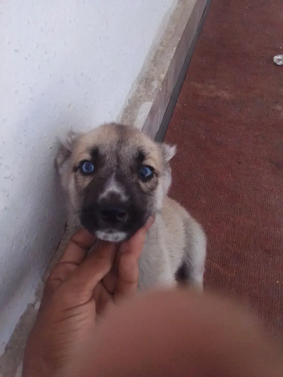 سلام توله  ۴عدد سه تا چشم آبی آخری مشکی|سگ|مشهد, عسگریه|دیوار