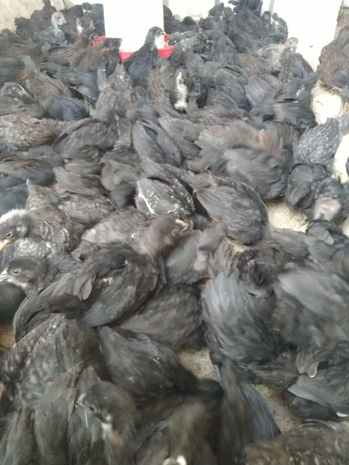 جوجه مرغ خروس|حیوانات مزرعه|قم, زنبیل آباد|دیوار