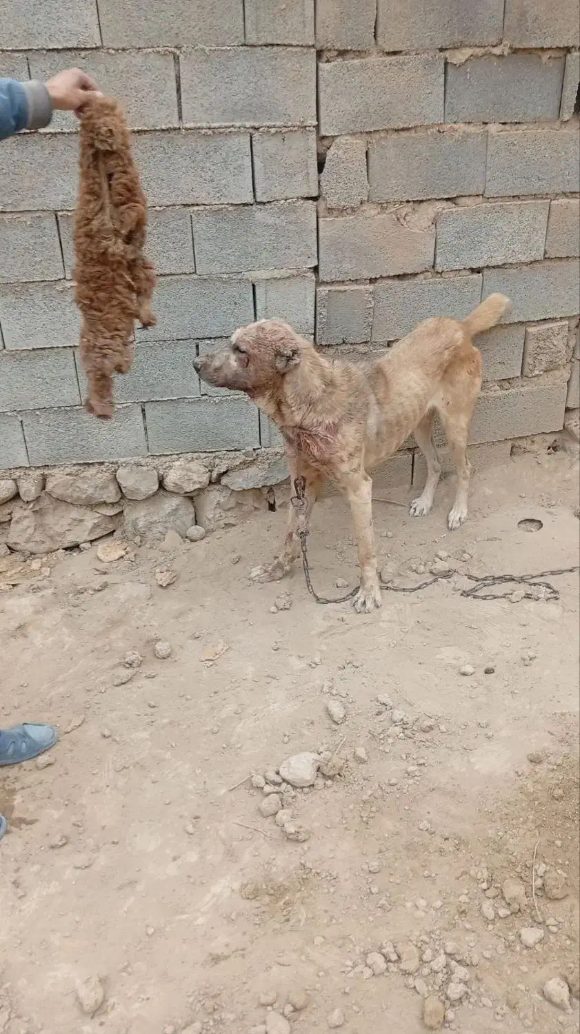 سگ افقان|سگ|آشخانه, |دیوار