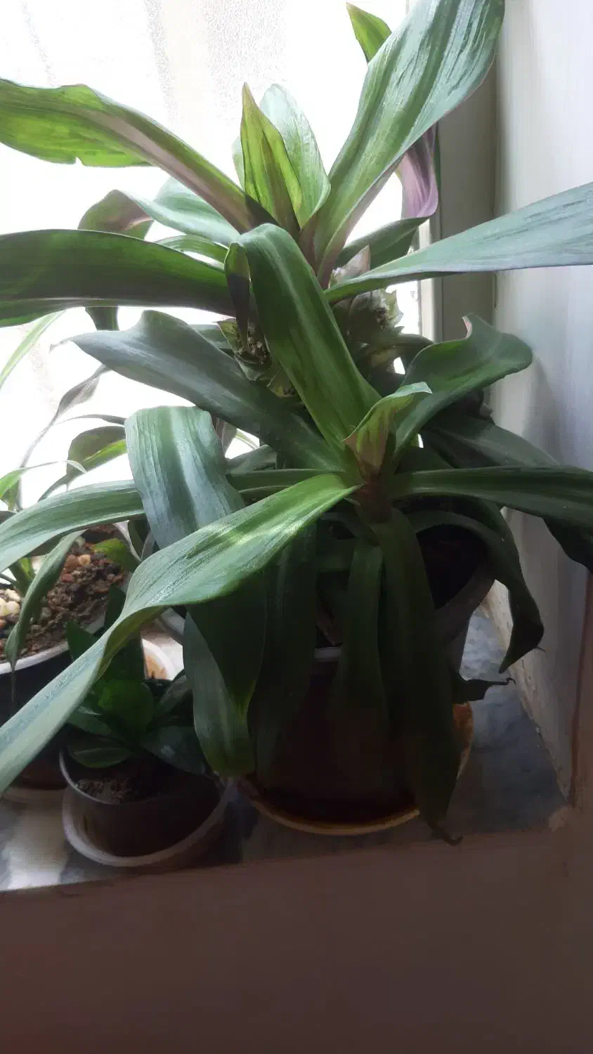 گلها والوراهای پرورش خانگی|گل و گیاه طبیعی|قم, شهرک مهدیه|دیوار