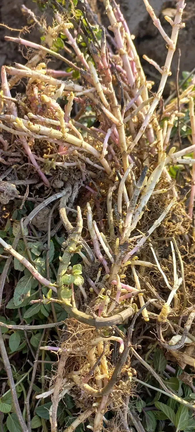 ریشه نعنا فلفلی|گل و گیاه طبیعی|صالح آباد (ایلام), |دیوار