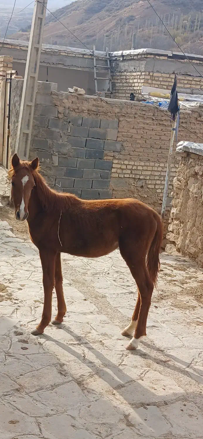 کره اسب ماده|اسب و تجهیزات اسب‌سواری|بجنورد, |دیوار