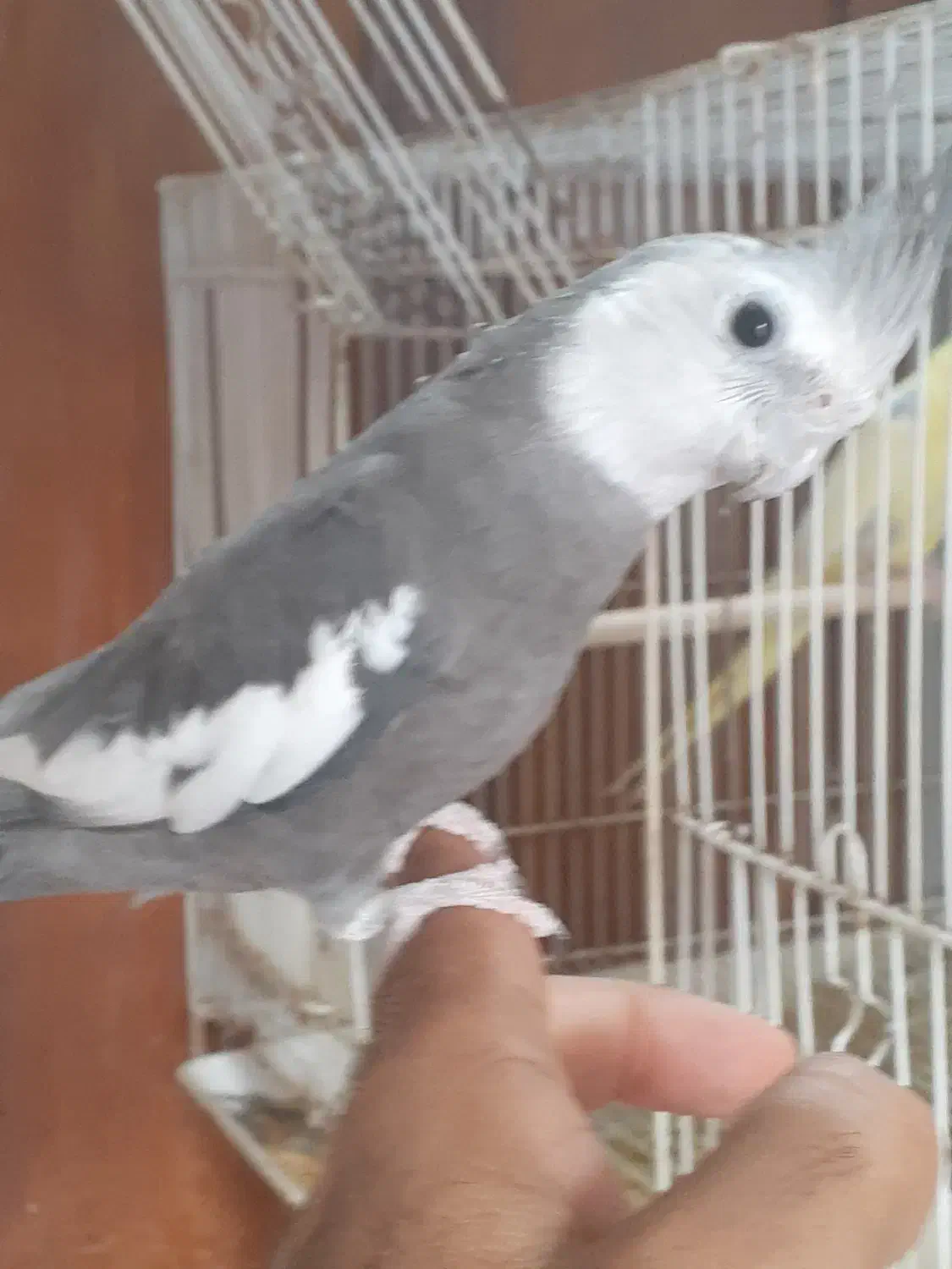 عروس هلندی مولد بندرلنگه|پرنده|بندرلنگه, |دیوار