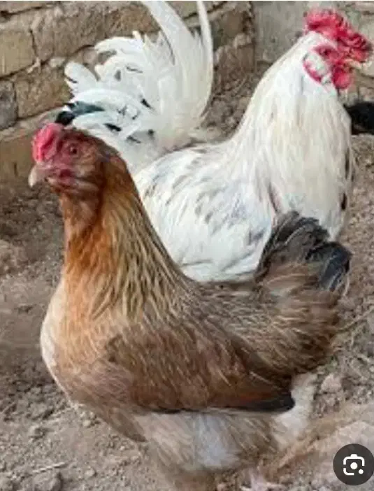 تخم مرغ  نطفه دار|حیوانات مزرعه|اهواز, کمپلو شمالی|دیوار