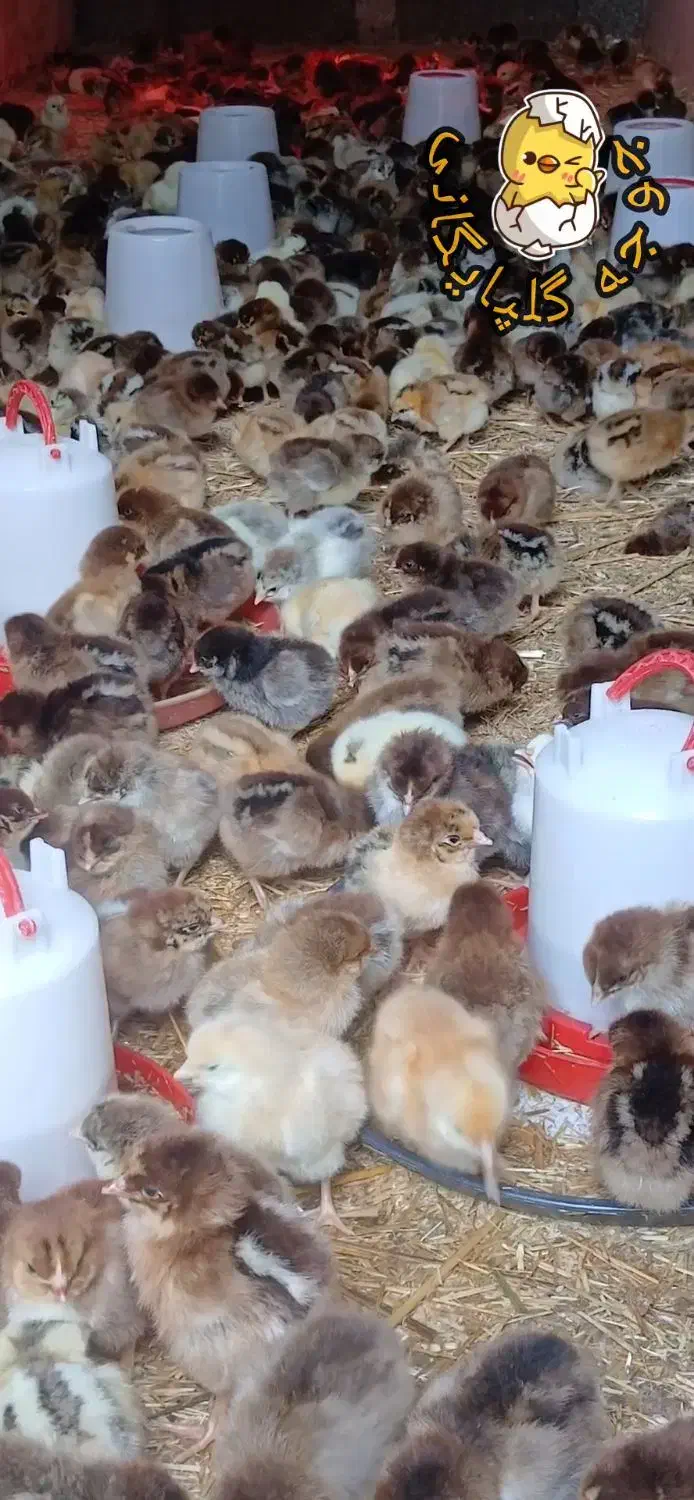 فروش جوجه گلپایگانی ۴روزه|حیوانات مزرعه|رشت, حومه رشت|دیوار