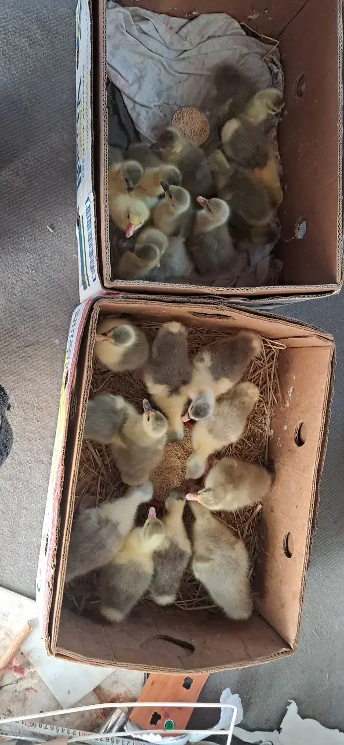 جوجهغازدهروزه،وسهروزه|حیوانات مزرعه|گلوگاه بابل (گلیا), |دیوار