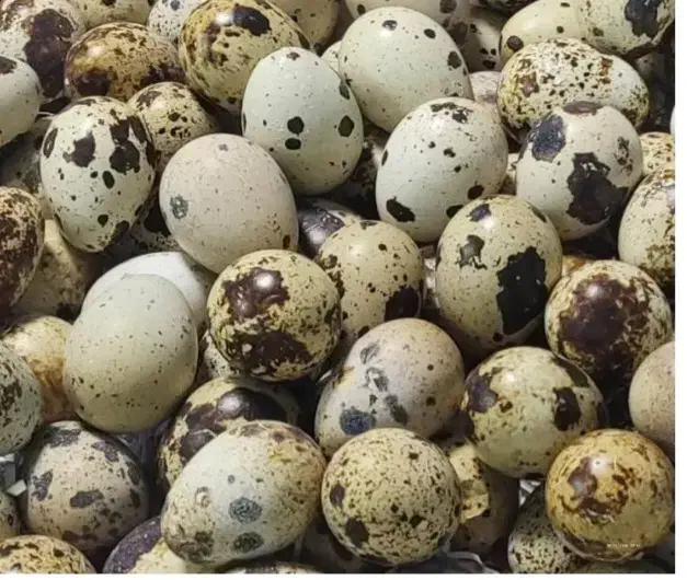 تخم و جوجه بلدرچین|حیوانات مزرعه|کاشمر, |دیوار