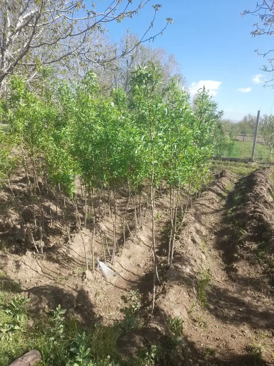 نهال بادام وطن|گل و گیاه طبیعی|عجب شیر, |دیوار