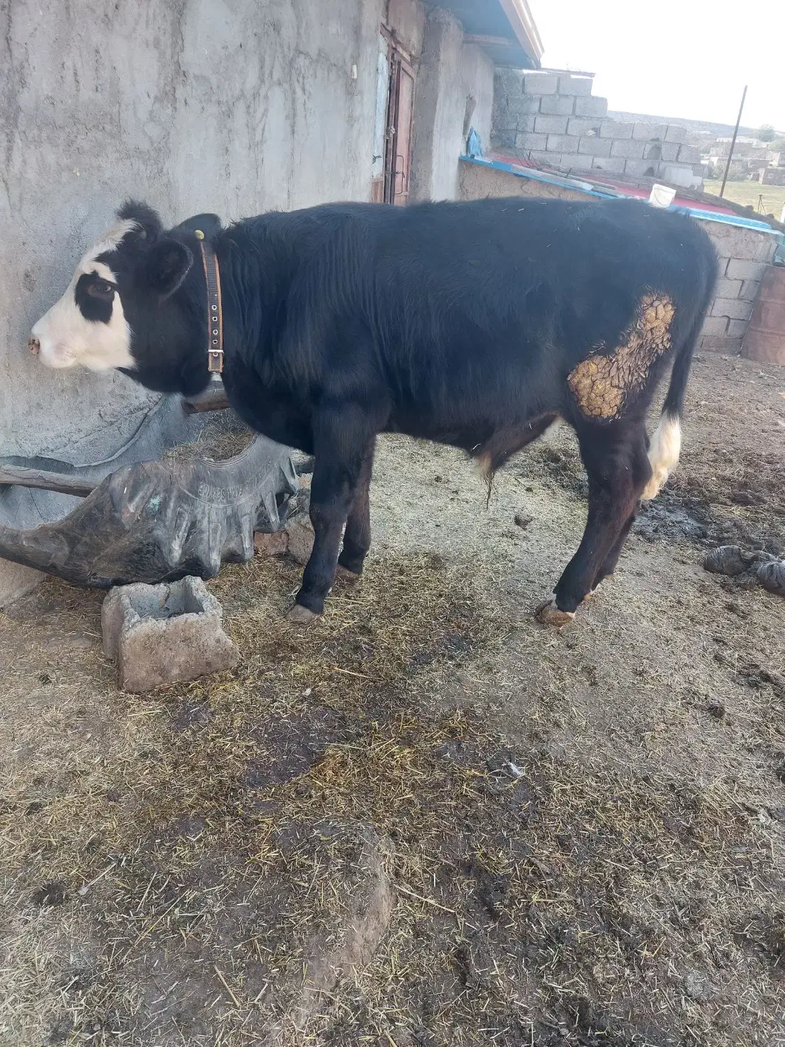 گوساله نر|حیوانات مزرعه|قشلاق دشت, |دیوار