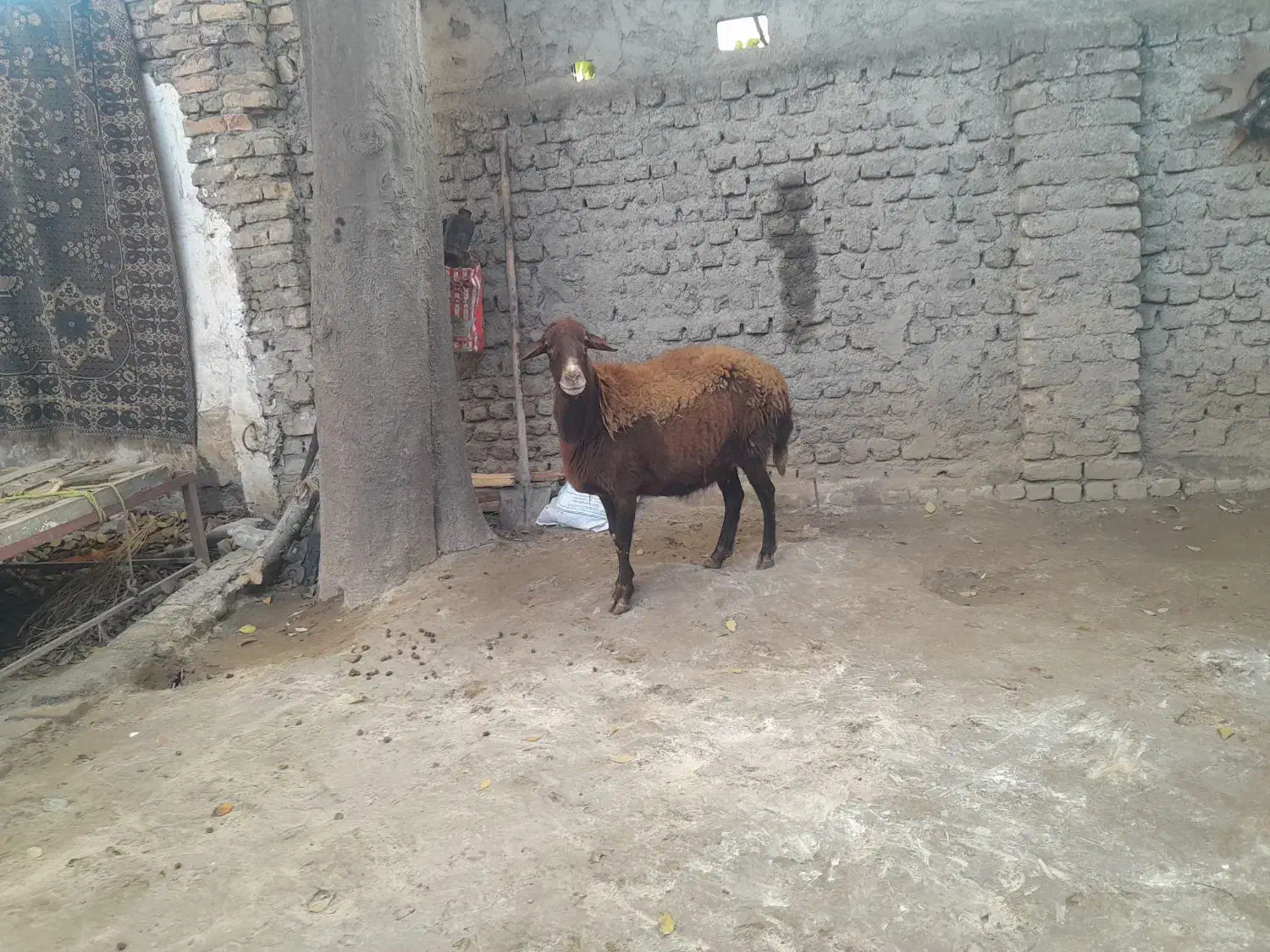 گوسفندبره داروگوسفندابستن|حیوانات مزرعه|سرخنکلاته, |دیوار