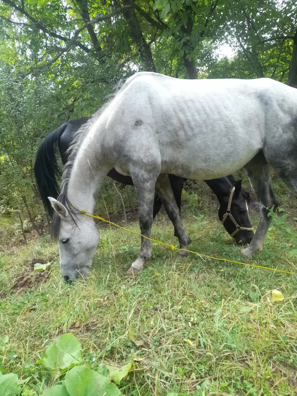 فروش یک عدد مادیان نیله و یک عدد اسب خون دار|اسب و تجهیزات اسبسواری|طالقان, |دیوار