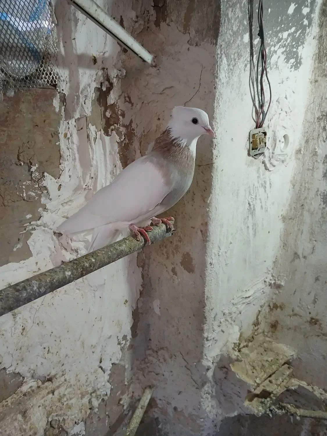 طوقی|پرنده|ماهیدشت, |دیوار