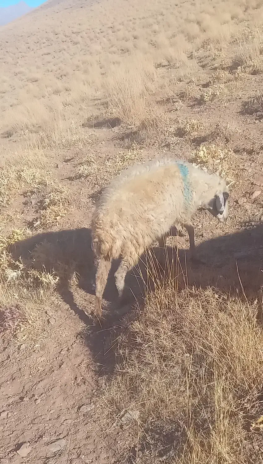 فروش ۷راس میش بومی|حیوانات مزرعه|فریدونشهر, |دیوار