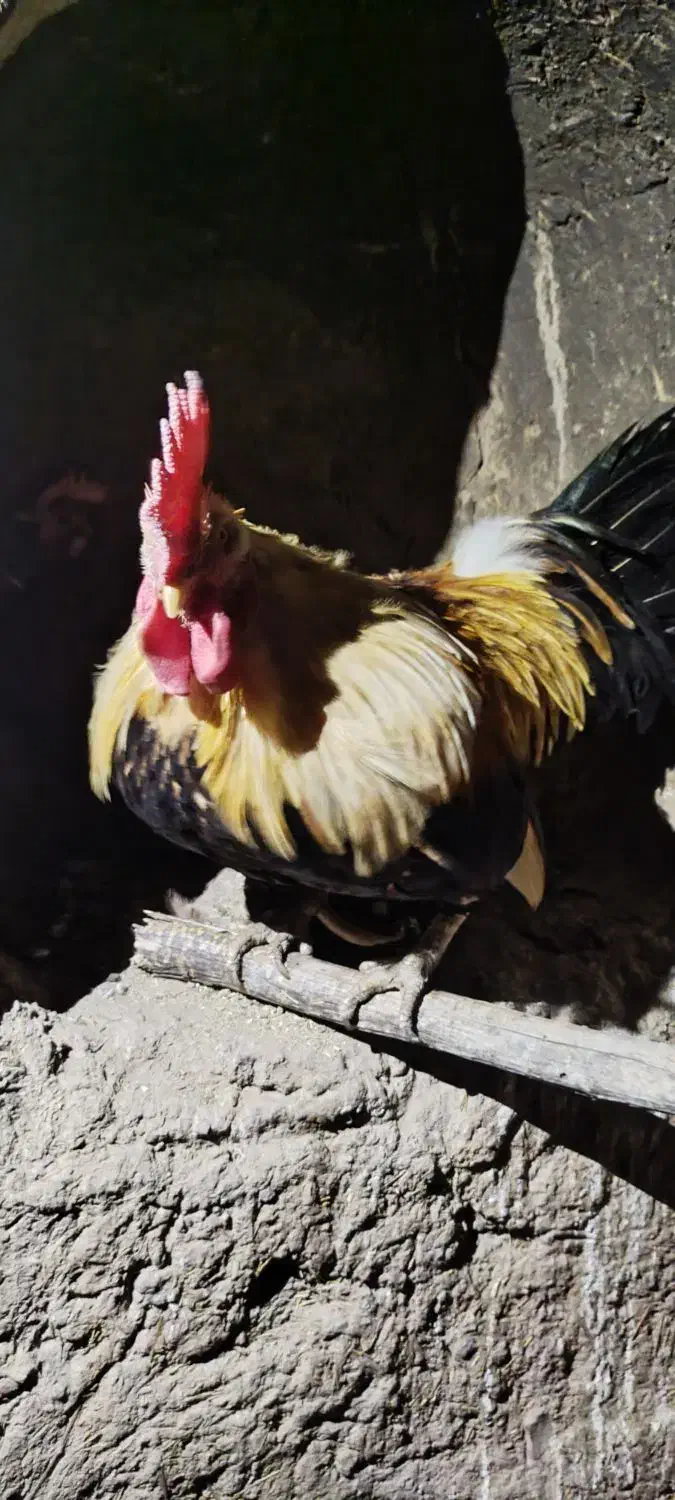 مرغ و خروس|حیوانات مزرعه|خوسف, |دیوار