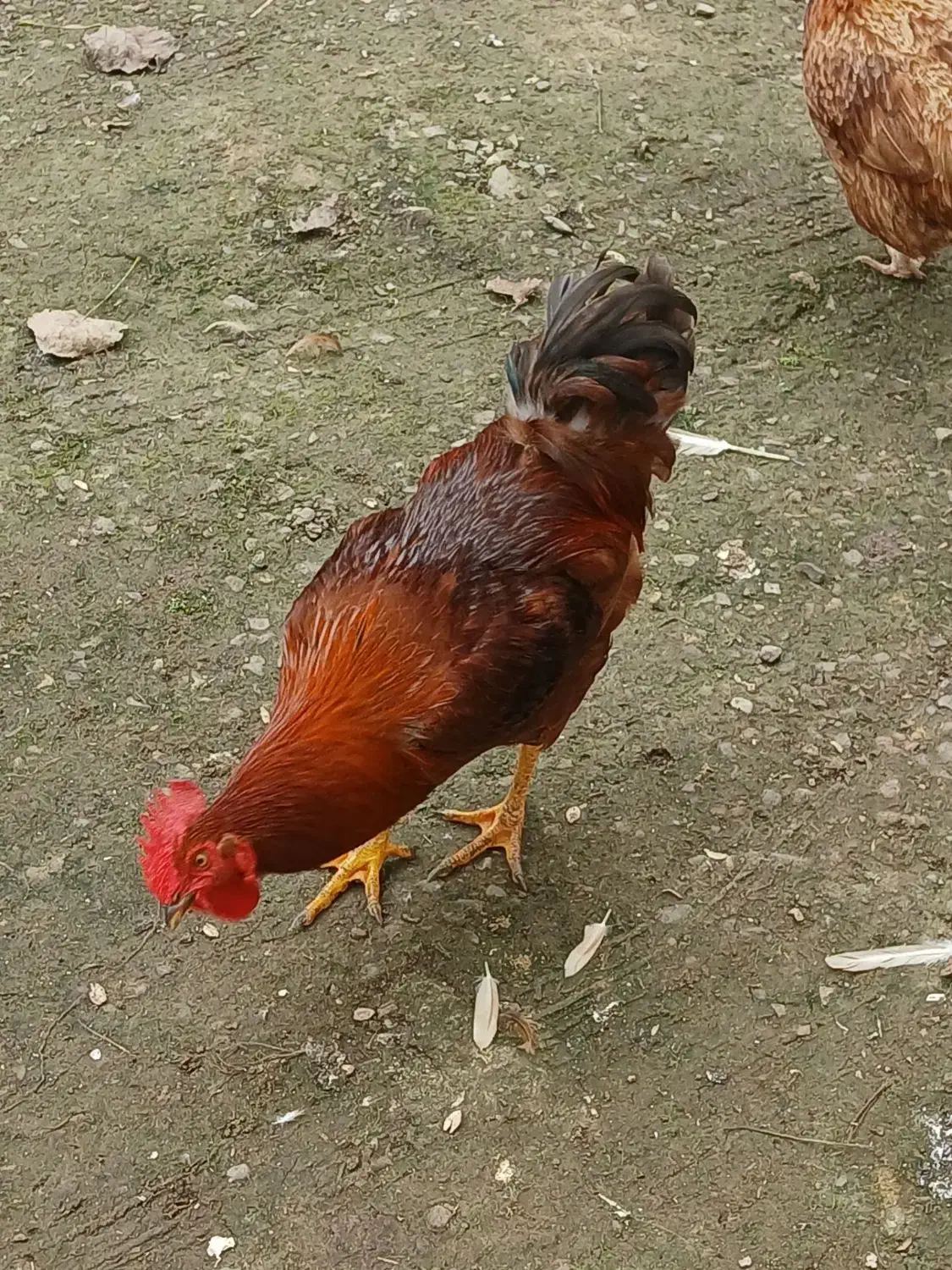 خروس|حیوانات مزرعه|لاهیجان, بوجایه|دیوار