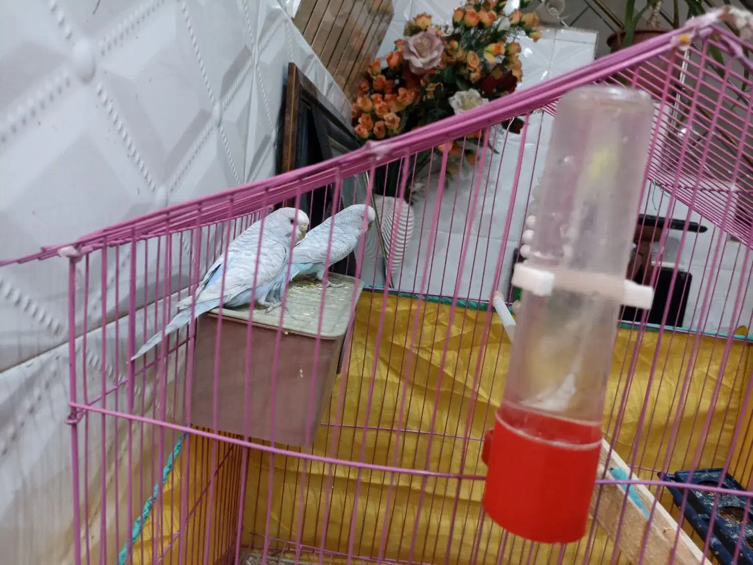 مرغ عشق بالغ|پرنده|داراب, |دیوار