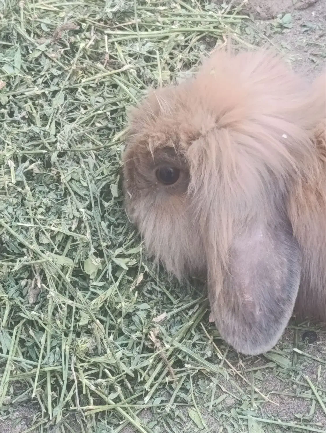 خرگوش مولد لپی هلندی|موش و خرگوش|رفسنجان, |دیوار