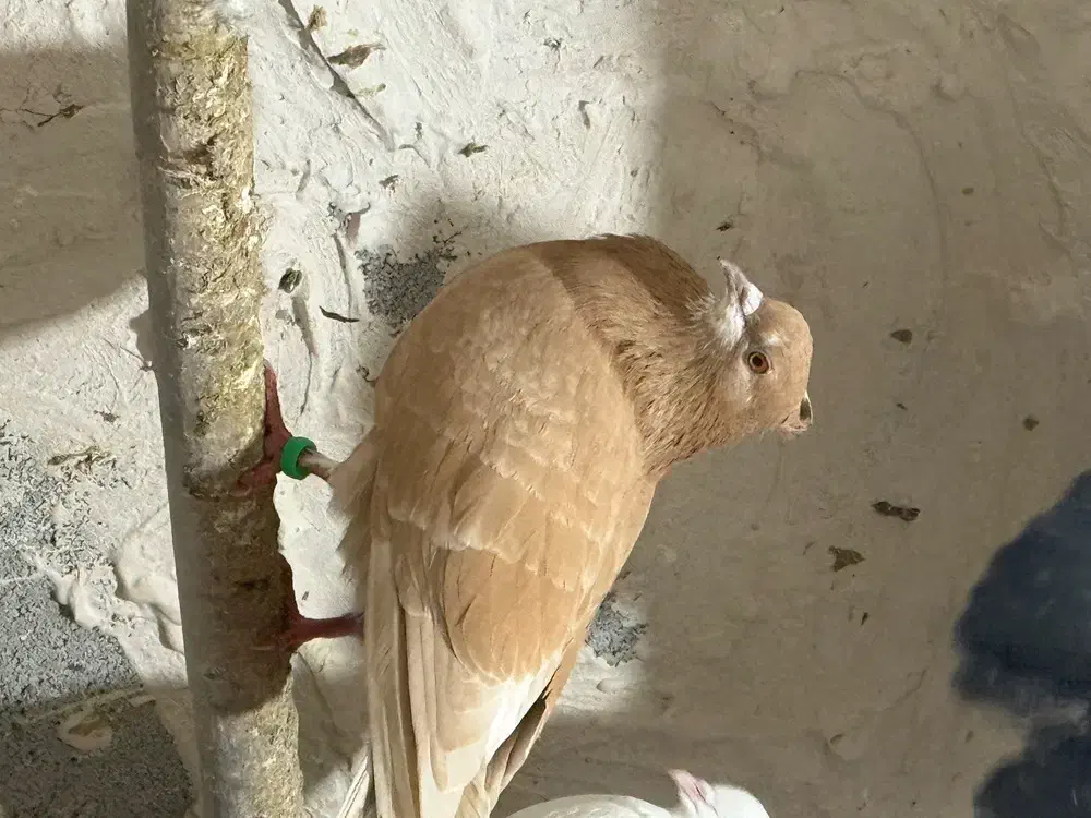 کفتر پرشی|پرنده|قره قوین, |دیوار