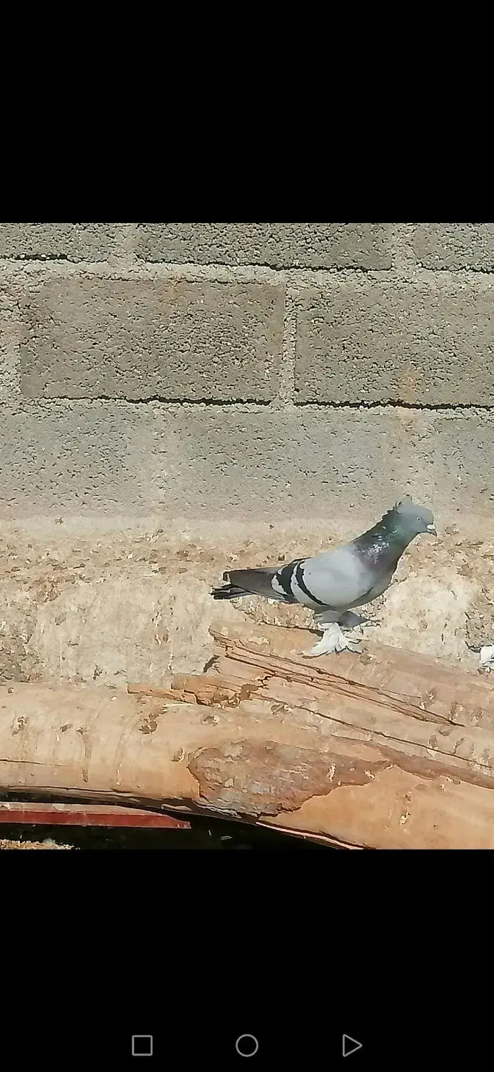 فروش یک جفت سبز ترکیه ی عالی و بزن ماده دیوانه|پرنده|وراوی, |دیوار