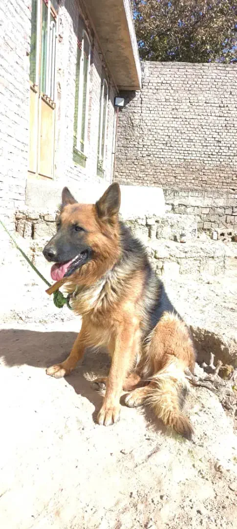 سگ ژرمن|سگ|میاندوآب, |دیوار