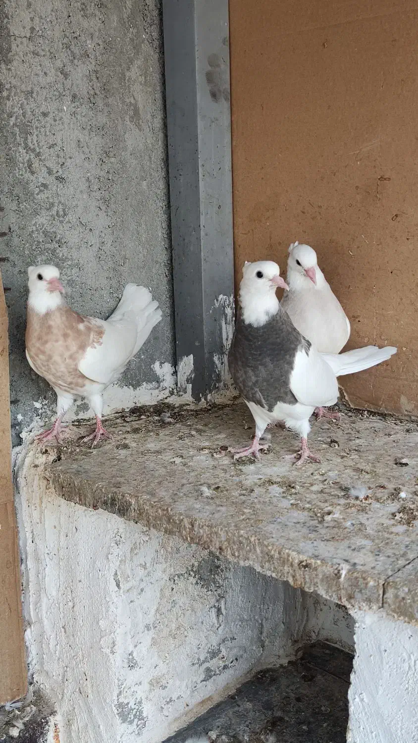 طوقی|پرنده|جناح, |دیوار