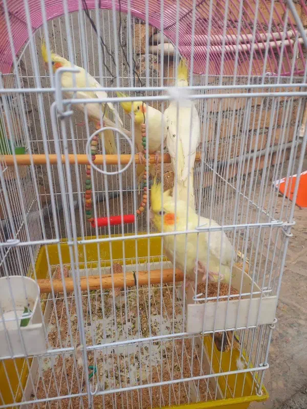 ۴ عروس ۱ساله|پرنده|هندمینی, |دیوار