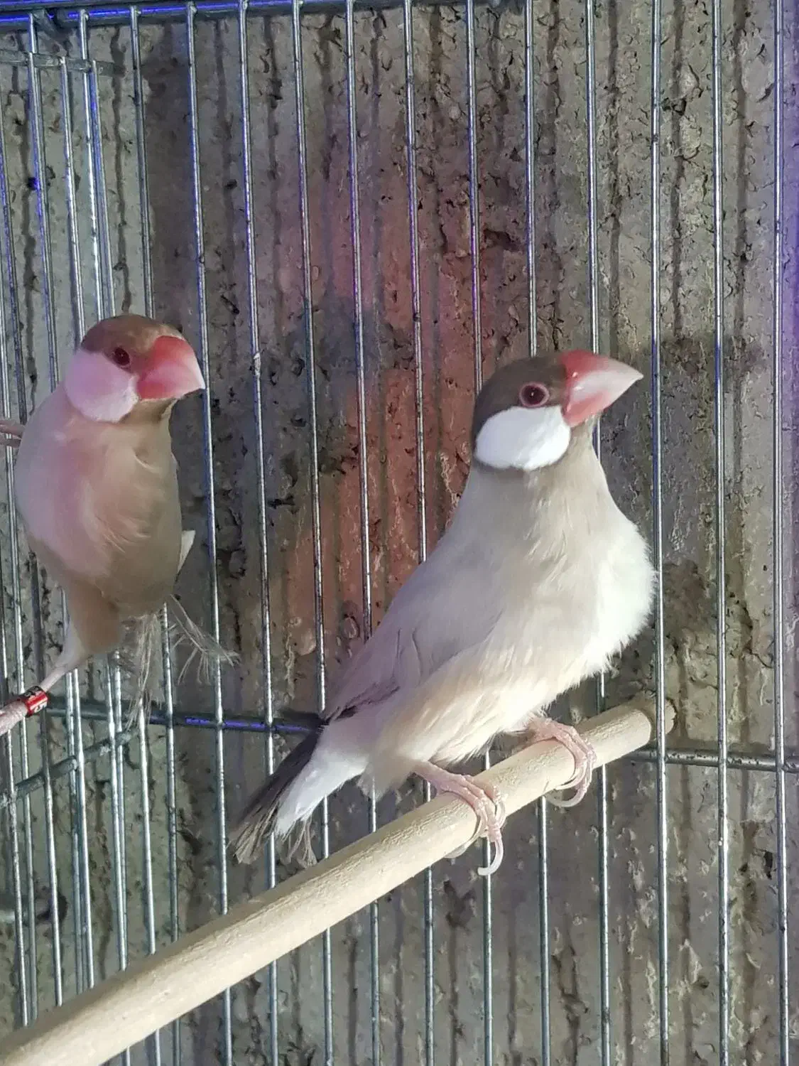 انواع فنچ|پرنده|برازجان, |دیوار