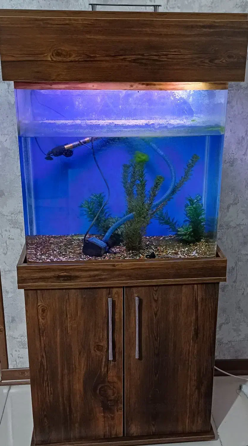 آکواریوم|ماهی|اندیشه, اندیشه فاز ۵|دیوار