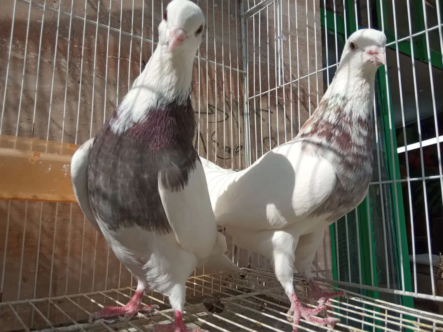 جفت طوقی هفترنگ همراه باتخم|پرنده|مشهد, عبادی|دیوار