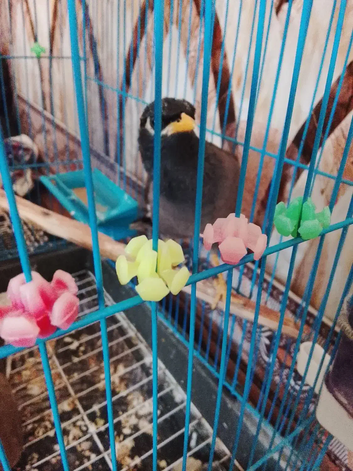 مرغ مینا فروشی سخنگو|پرنده|فاضل آباد, |دیوار