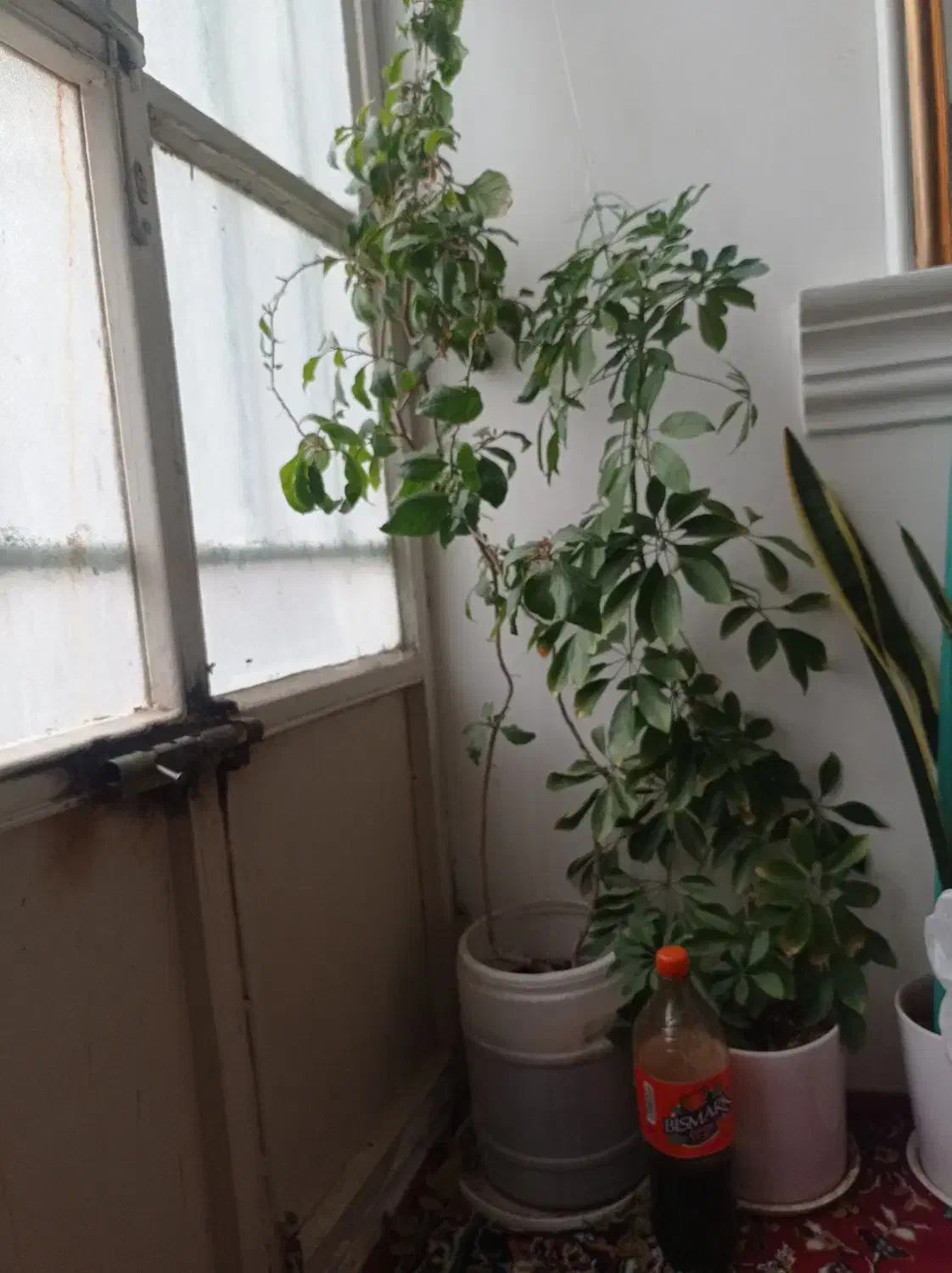 گل شفلرا  گلدون گل کاغذی|گل و گیاه طبیعی|کاشمر, |دیوار