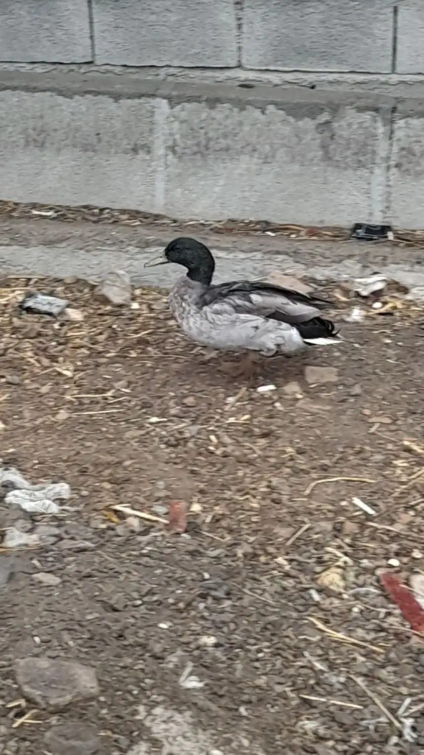 اردک نر پروازی|حیوانات مزرعه|بیستون, |دیوار