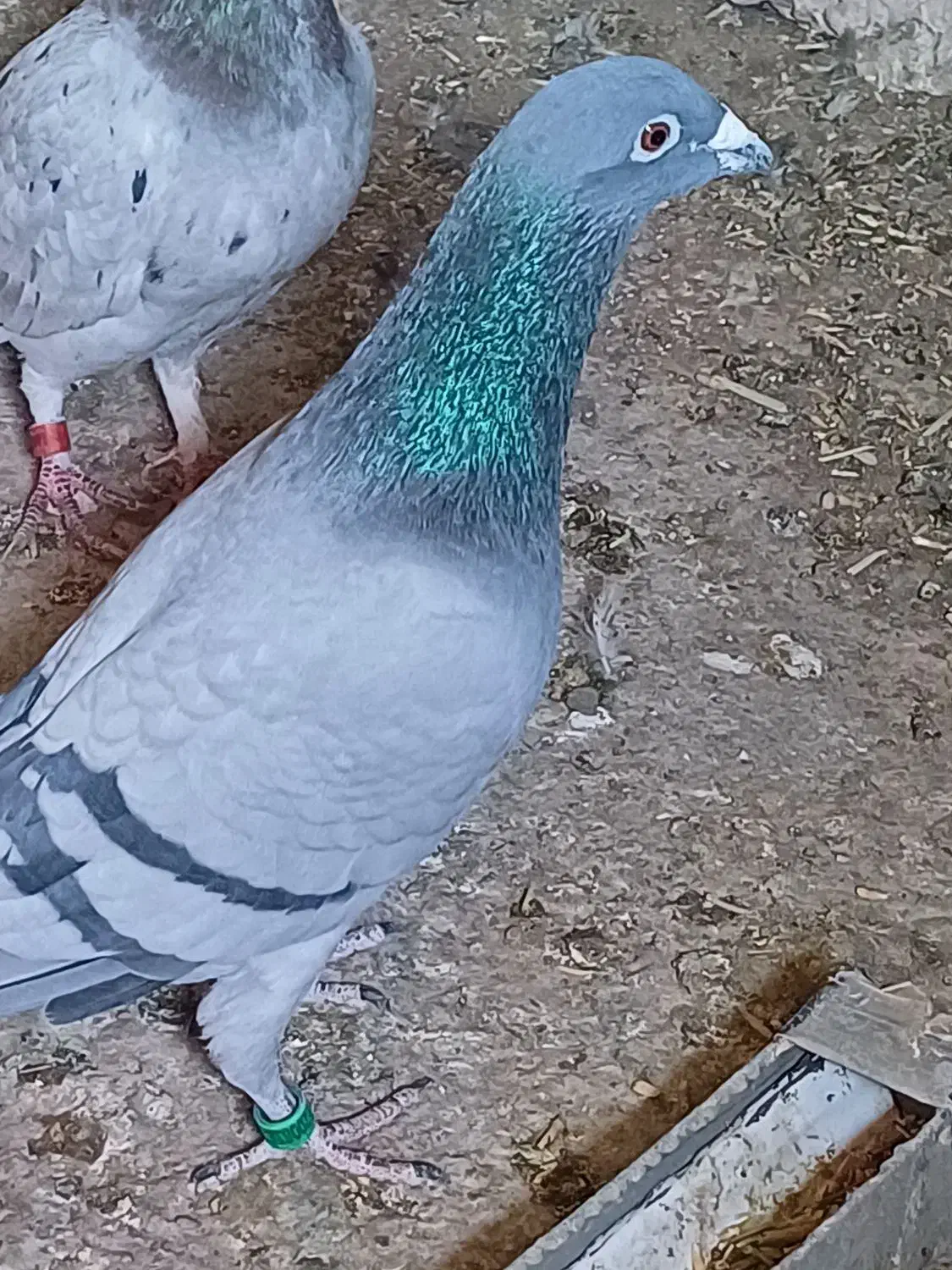 یکجفتمسافتیتضمینهمهچیدوستانارزشبالا|پرنده|قائن, |دیوار