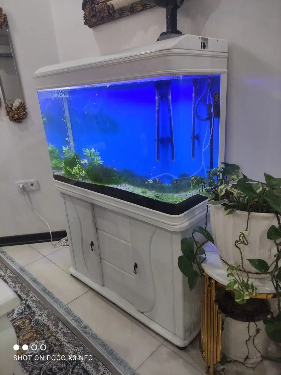 آکواریوم|ماهی|اهواز, کوی جانبازان(دانش)|دیوار