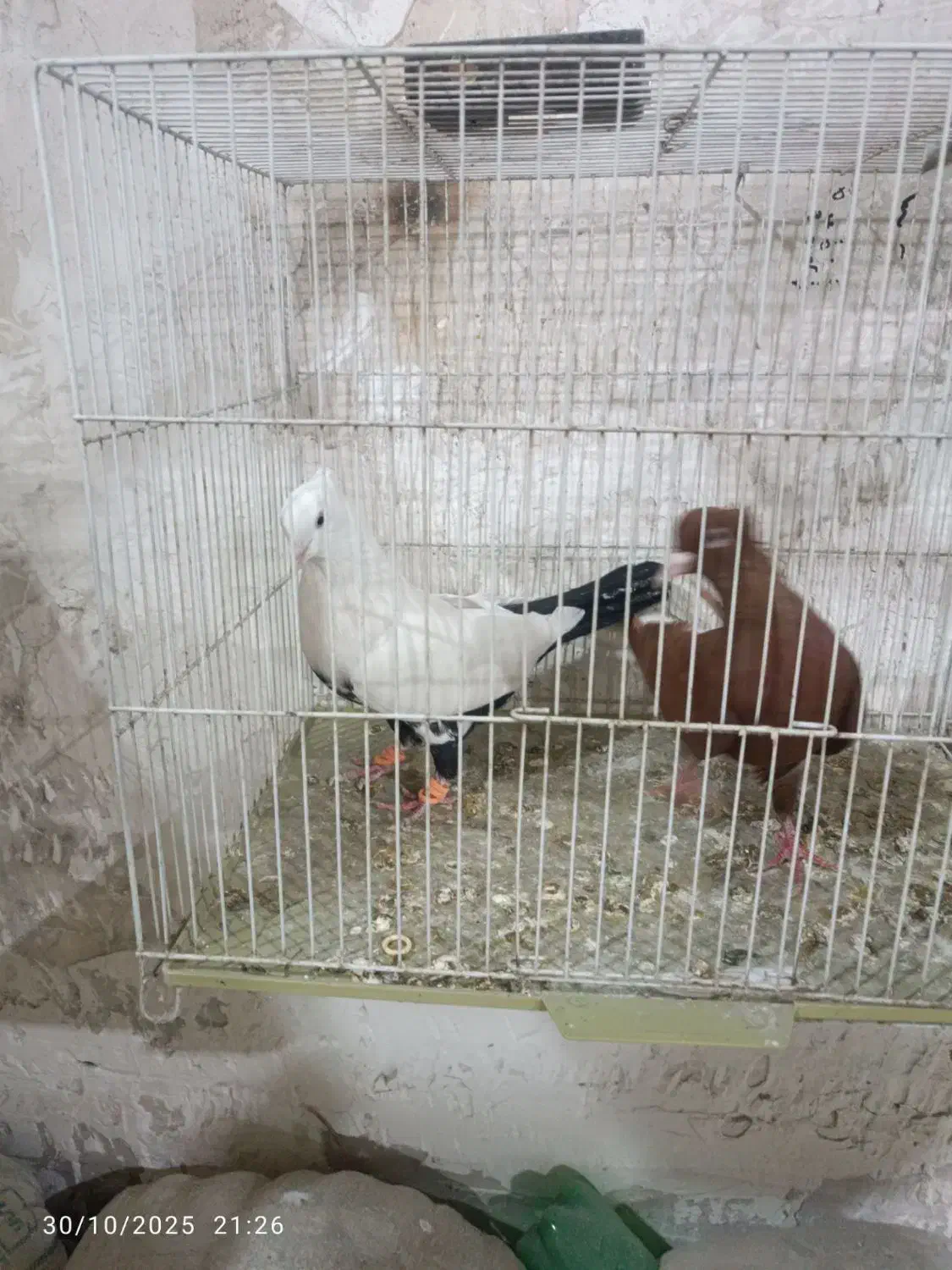 سرخ دم سفید چتن سیاه|پرنده|مشهد, شایه|دیوار