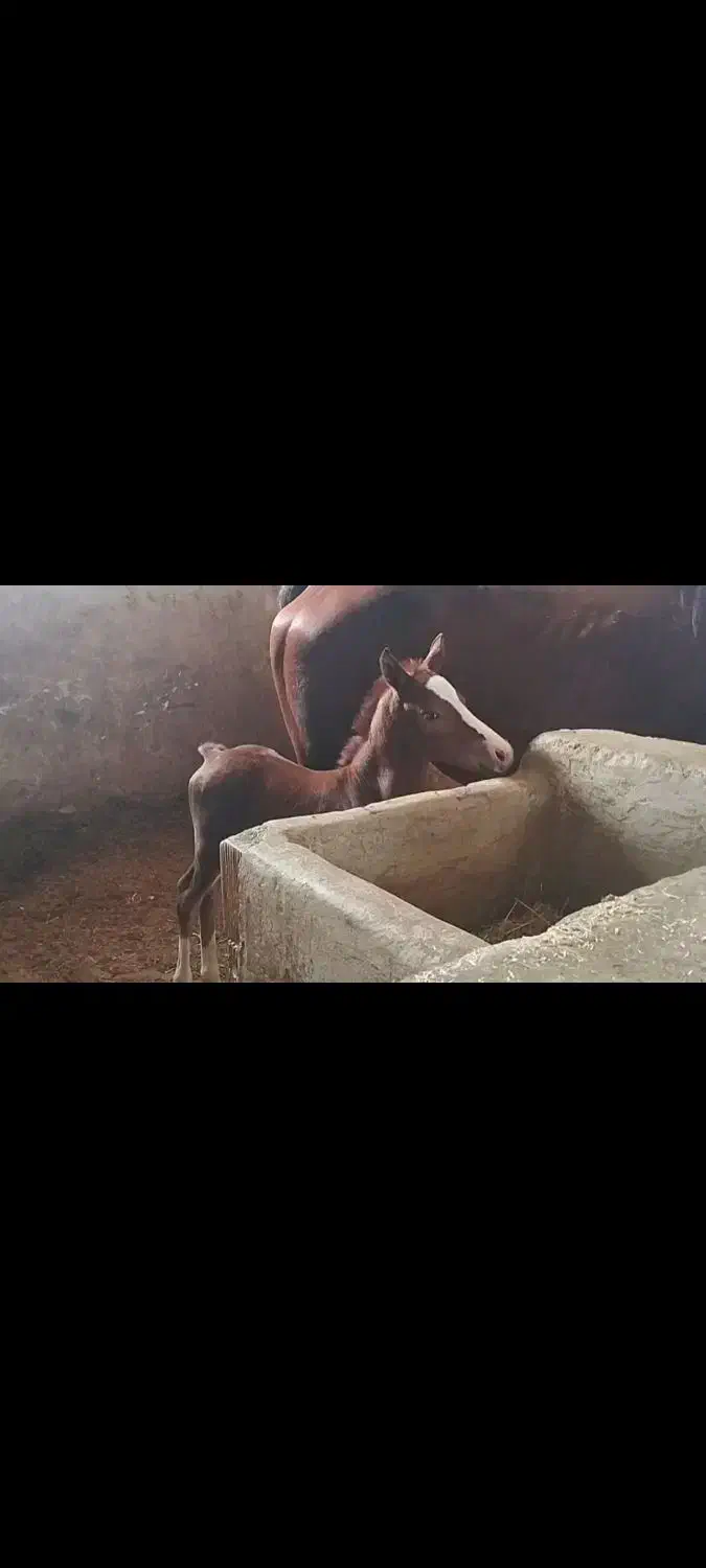 کره نریان 10 ماهه|اسب و تجهیزات اسب‌سواری|اسلام‌شهر, شهرک امام حسین (میان آباد)|دیوار