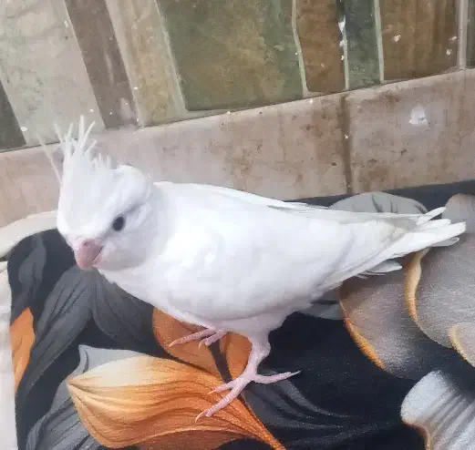 عروس هلندی البینو تک خال|پرنده|خرمشهر, |دیوار