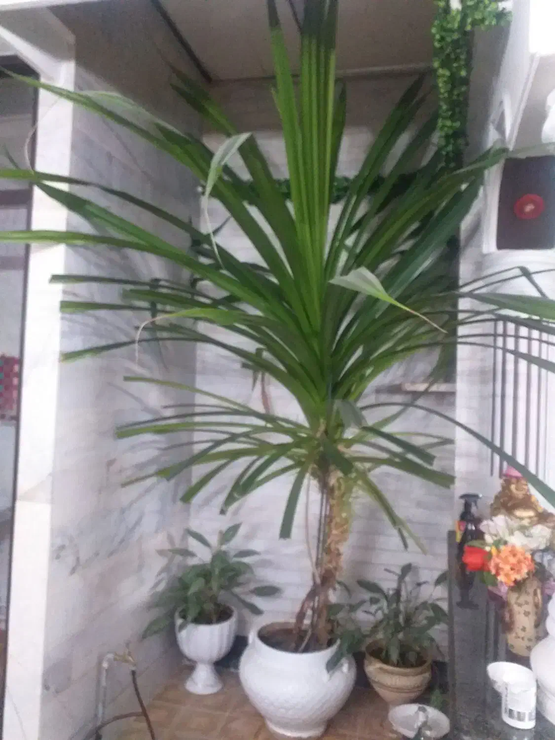 گل پاندانوس|گل و گیاه طبیعی|کرمانشاه, |دیوار