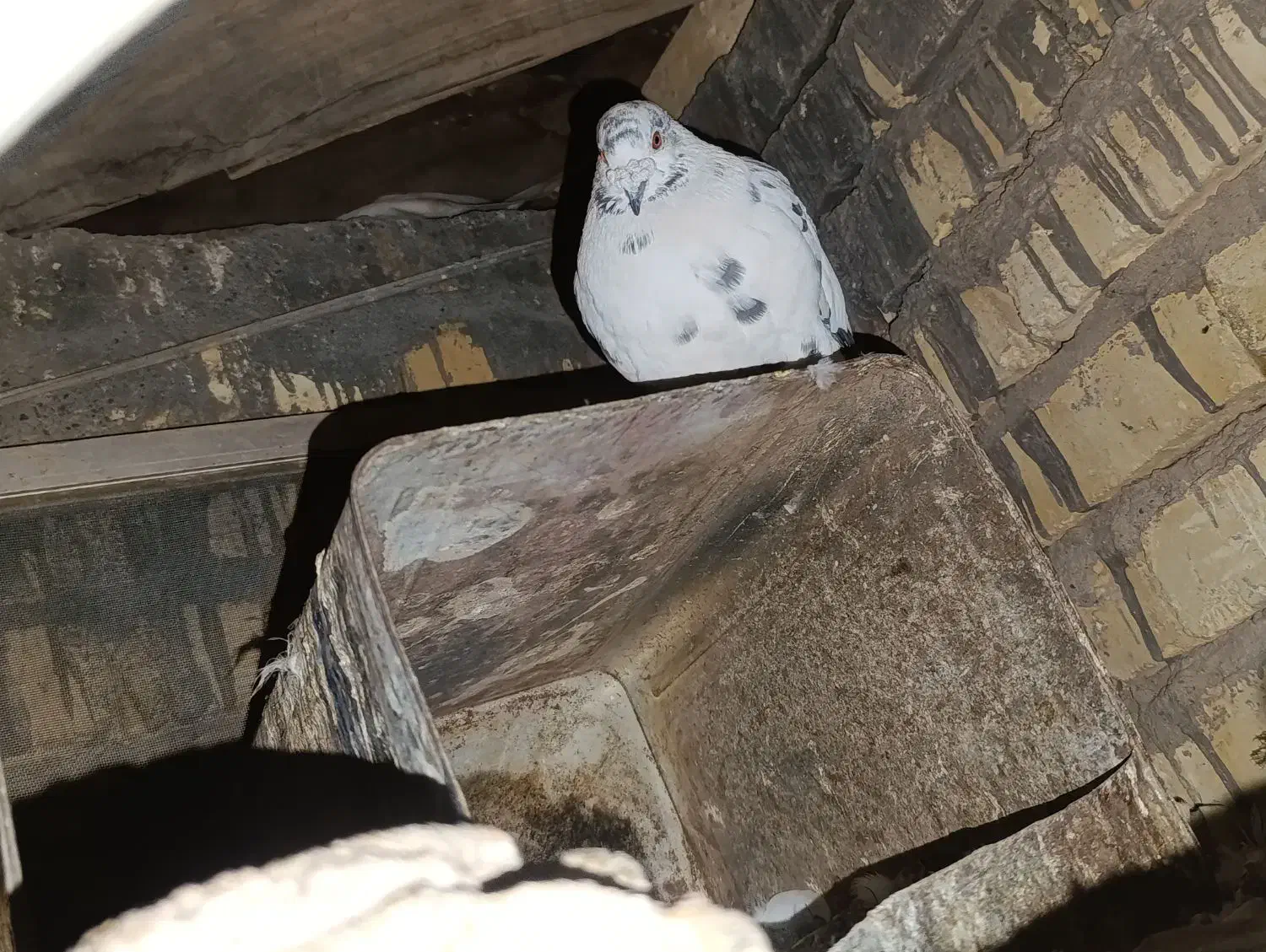 ۶ تا کفتر مسافتی و تهرونی همه با هم فروش فوری|پرنده|اصفهان, حصه شمالی|دیوار