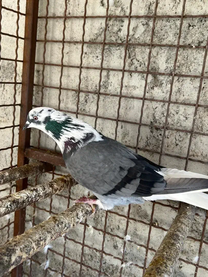 کبوتر تهرانی|پرنده|بندرعباس, |دیوار